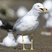 Ring-billed Gull
